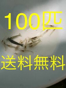 ミナミヌマエビ100匹+a 天然　観賞用　釣り餌　送料無料！！