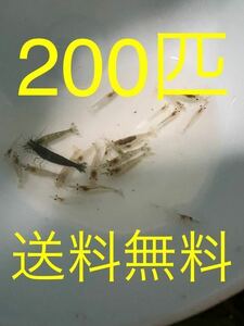 ミナミヌマエビ200匹+a 天然　観賞用　釣り餌　送料無料！