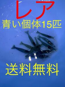 レア！　青いミナミヌマエビ15匹+a 天然　観賞用　釣り餌　送料無料！！