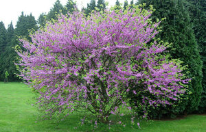 レア！【キリストを裏切ったユダの木？】 香り高い魅惑のユダツリー 種子10粒　 Cercis siliquastrum　Judas Tree　⑮ γ ш **ц**