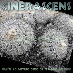 【新着レア！】竜牙玉 Atacama産！ 種子５粒 Copiapoa cinerascens（JN2301 Diego De Almagro）θ **ц**　п　黒王丸 サボテン　④ 