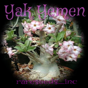 激レア!■淡いピンクの花の極太アデニウム ‘’ヤークイエメン” 新鮮種子5粒 Adenium arabicum Yak Yemen　γ θ **ц**　②