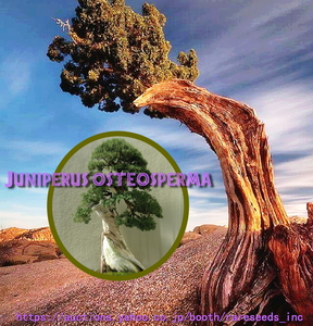 ■激レア！■ 貴重！ ユタジュニパー Juniperus osteosperma 種子5粒 【盆栽、アロマ、食用、薬学用途！】ш **ц** ⑮