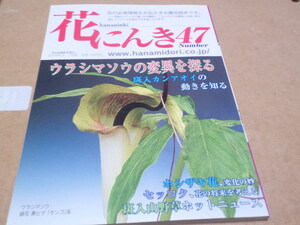 花にんき　ナンバー47　ウラシマソウ花と葉