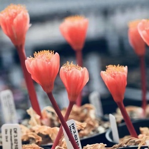 【龍園觀】① No.416 特選 珍奇植物 Haemanthus crispus ハエマンサス クリスパス極上株