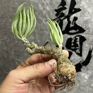 【龍園觀】①No.8125 特選 塊根植物 チレコドン ペアルソニー ベアルート株 発根済み 冬型コーデックス 