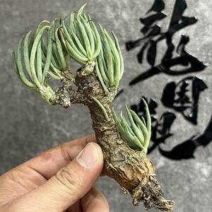 【龍園觀】①No.8129 特選 塊根植物 チレコドン ペアルソニー ベアルート株 発根済み 冬型コーデックス 