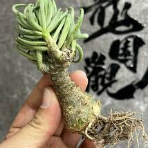 【龍園觀】①No.8131 特選 塊根植物 チレコドン ペアルソニー ベアルート株 発根済み 冬型コーデックス _画像3