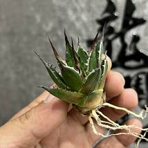 【龍園觀】①No.736 特選 アガベ 多肉植物 ホリダ 超強棘 極上株_画像8