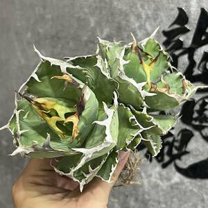 【龍園觀】①No.13 特選 アガベ 多肉植物 蟹 カニ 強棘 極上株 2頭