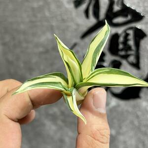 【龍園觀】①No.260 特選 アガベ 多肉植物 テキーラ 波の葉オウムのくちばし‘Agave desmetiana’ 激レア！ 黄中斑 極上株 輸入株