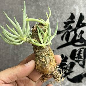 【龍園觀】①No.223 特選 塊根植物 チレコドン ペアルソニー ベアルート株 発根済み 冬型コーデックス 