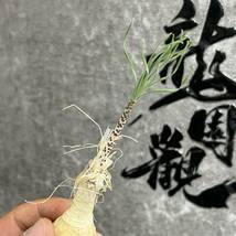 【龍園觀】① No.413 特選 珍奇植物 ゲチリス ベルティシラータGethyllis verticillata 極上株 _画像5