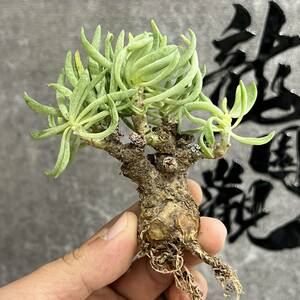 【龍園觀】①No.714 特選 塊根植物 チレコドン ペアルソニー ベアルート株 発根済み 冬型コーデックス