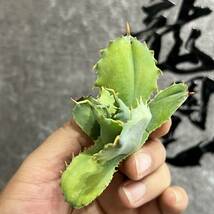 【龍園觀】①No.198 特選 アガベ 多肉植物 potatorum ‘Spawn' 超陽炎 極上子株 超希少！！_画像2