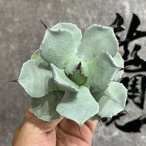 【龍園觀】①No.1101 特選 アガベ 多肉植物 藍天使 極上美株