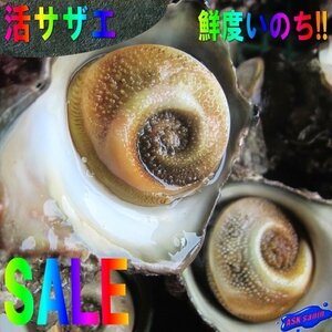 2箱、お刺身・壺焼き 「活さざえ50粒位-5kg」とれたて直送!! 天然、境港産