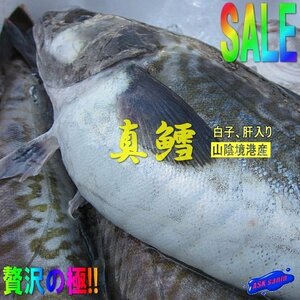 ★白子・肝入り「真鱈オス 6.1kg」特大 『魚王国』境港産