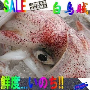 人気NO1の「k白烏賊25尾で4kg」箱売り（入り数不定）、お刺身用（剣先）美しい釣り物です。