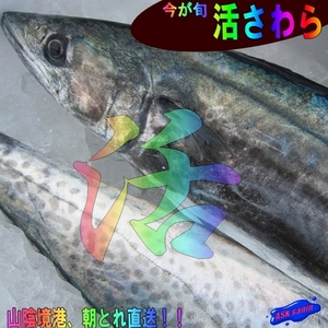 3本、朝どれ直送!!「活サワラ3kg位」お刺身用、超高級鮮魚　よく脂のってます!! 山陰境港産