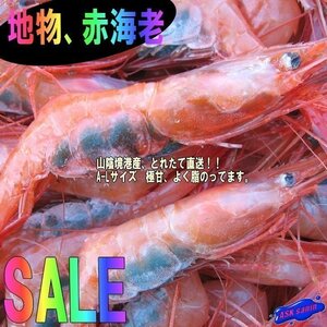 10箱、船上冷凍「赤海老（甘エビ）LA-1kg」お刺身用　境港、自慢の逸品