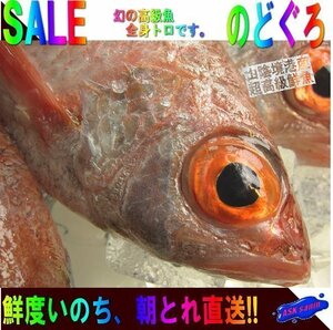 幻の超高級魚「のどぐろL-1kg」お刺身用・脂のってます！！　山陰境港産