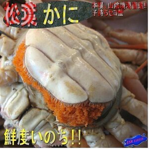 5箱、蟹の王様「活セコ-特選1kg」松葉ガニの子持ち雌　■山陰境港直送！！