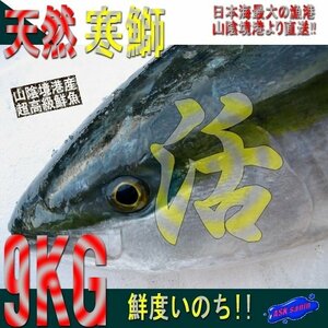 活〆「ブリ10kg位」1本、9～11kg　鮮度抜群、山陰境港産、とれたて直送！！