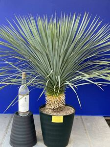 丹精込めて育てました　ユッカロストラータ　(黄色シール) Yucca rostrata 国内栽培　160サイズ　　　　