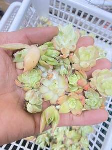 韓国苗 多肉植物 エケベリア 200苗入り　2-4cm （徒長　残苗) 在庫処理