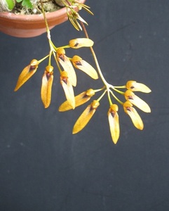 Bulb. forrestii ヒマラヤの麓、アッサムから中国雲南に分布するシルホタイプの花