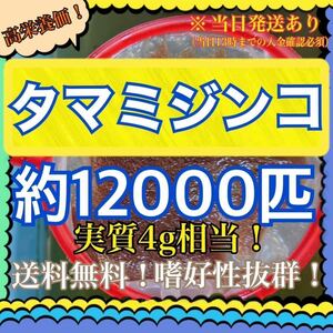 【送料無料】タマミジンコ ３ ｇ+ １ｇ約１２０００匹 メダカ 金魚 熱帯魚などの活き餌に！【当日13時までのご入金確認で当日発送】