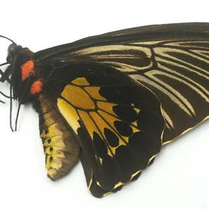 外国産蝶標本 珍貴種！―スンバ島のハリフォロン♀を出品いたしました―お好みの展翅ができる未展翅標本でございます。の画像2