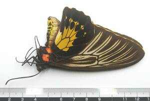 外国産蝶標本　珍貴種！―スンバ島のハリフォロン♀を出品いたしました―お好みの展翅ができる未展翅標本でございます。