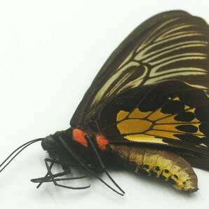 外国産蝶標本 珍貴種！―スンバ島のハリフォロン♀を出品いたしました―お好みの展翅ができる未展翅標本でございます。の画像4