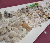 貝 貝殻 巻貝 置物 標本 など 他含 全部約27kgまとめ ジャンク品 貝殻コレクション 長期保管品　　　#0502/14_画像7