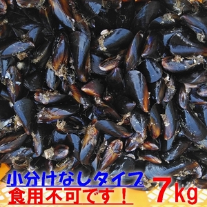 送料無料！釣り餌に★ムラサキイガイ★冷凍発送７ｋｇ★イガイ カラス貝 ムール貝 釣りエサ クロダイ 黒鯛 チヌ 石鯛 コブダイ カワハギ★