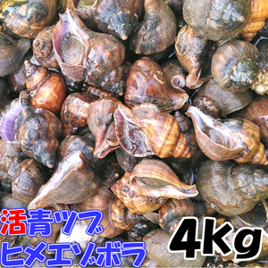 生出荷 青ツブ貝 青つぶ貝 宮城県産 「ヒメエゾボラ ４kg」 ★送料無料 漁師直送品 唾液腺を除去可能な方のみに販売です。★