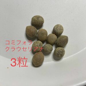 コミフォラ クラウセリアナ　の種子　 3粒!! Commiphora kraeuseliana！