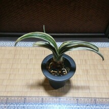 オモト 聖源　縁起物　観葉植物　徳川家康_画像1