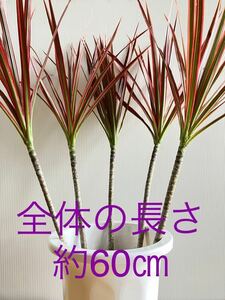  dracaena * navy blue sinne* Rainbow ( something long ) sapling 3ps.@.:** No4