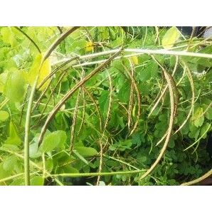 令和5年産ハブ茶全草400g