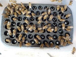 給餌は群飼育で重要です。給餌器3個1セットの出品　溺死は有りません　 飼育の必需品　日本蜜蜂 　重箱式巣箱 　徳島塾
