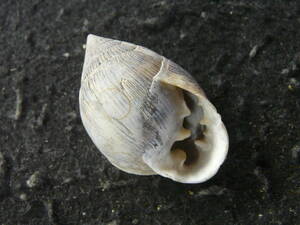 貝殻標本「マダラヒラシイノミガイ（大・現在少産）」