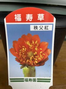 初売り! 福寿草　秩父紅　苗　①ラスト　フクジュソウ　山野草　希少種　原種