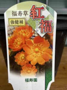 初売り！　福寿草 フクジュソウ 苗 紅福 ② ラスト　希少種 花芽見込み2芽以上　