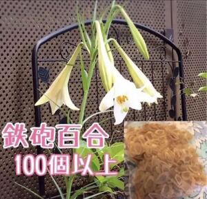 鉄砲百合のタネ100個以上(テッポウユリ種ガーデニング植物花