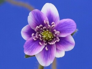 雪割草F1【波の音・大紫×美見太】白覆標準花（917-8）