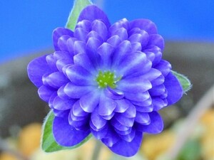 雪割草F1【白陽・華ぎF1×紫輝星】多弁二段（950-4)