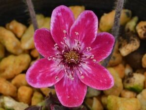 雪割草F1【雪中華・華ぎF1×烈火・紅すだれ】糸覆標準花（929-1）